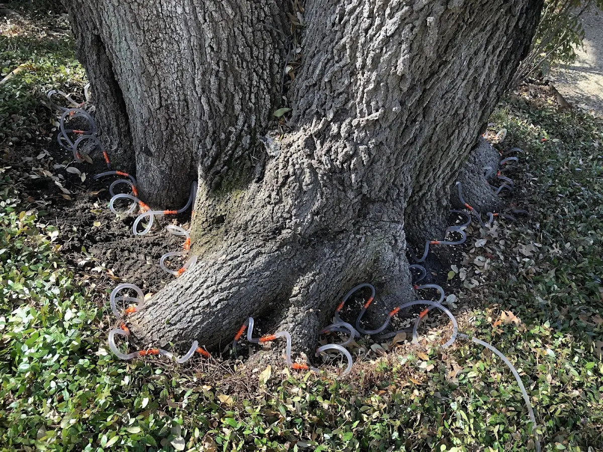 Detailed Tree Cabling and Bracing job site in West Charleston