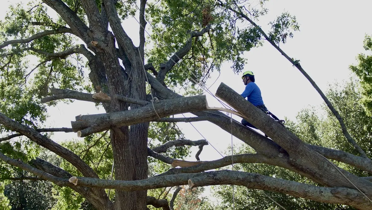 Professional Crown Thinning performed by certified arborists in West Charleston