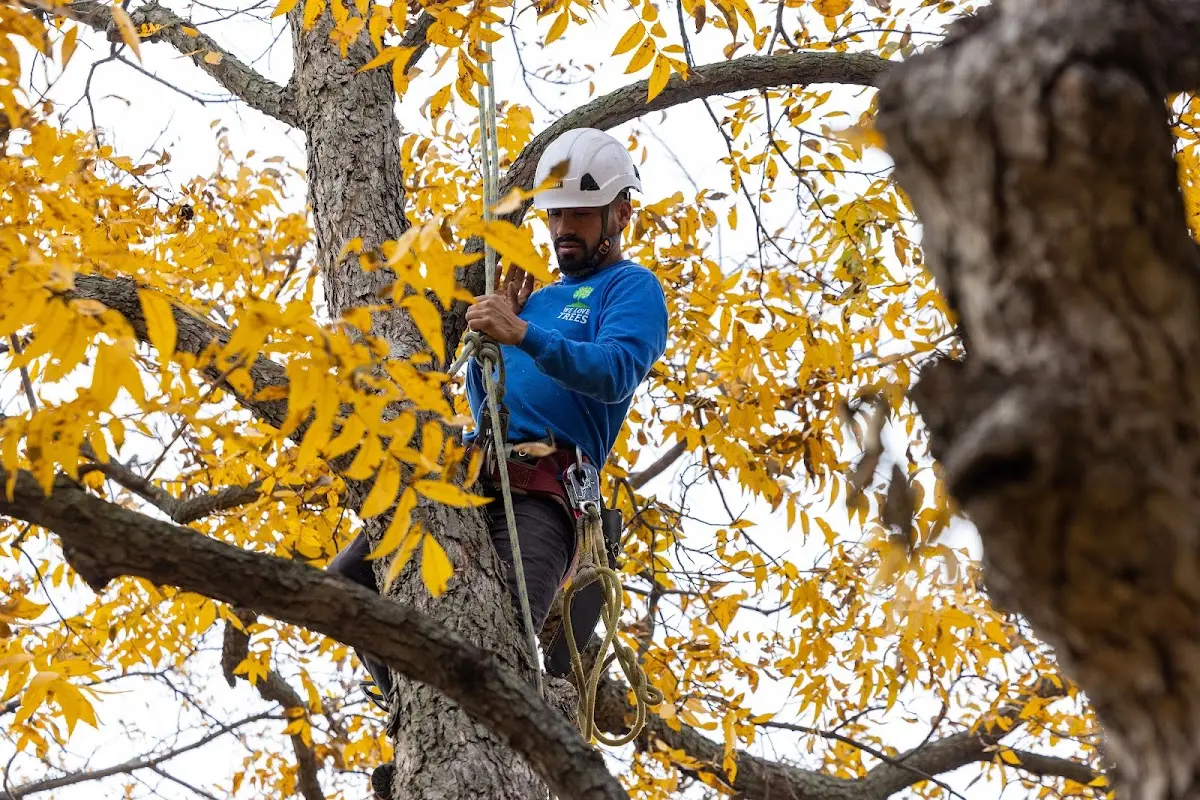 Skilled Tree Pruning crew working in West Charleston